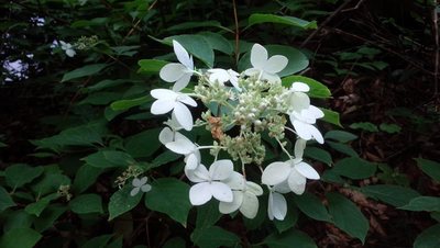 鎌池2019_8