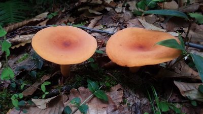DSC_1672.jpg