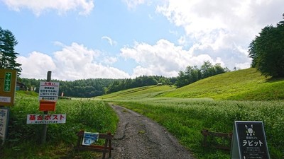 そばの花