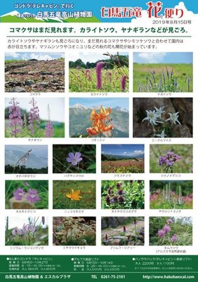 花だより818