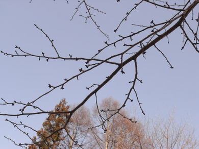 桜の蕾はまだ.jpg