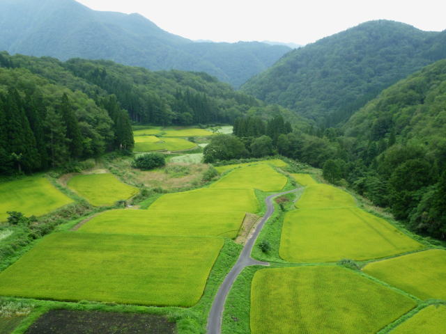 これからがいい？田んぼのある風景: 白馬ハイランドホテル スタッフブログ