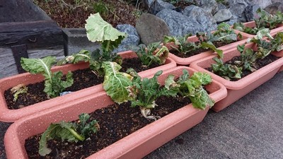 成長日記