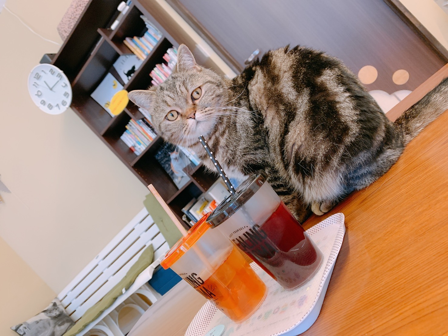 安曇野市の猫カフェ 白馬ハイランドホテル スタッフブログ