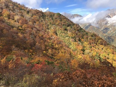 五竜の紅葉