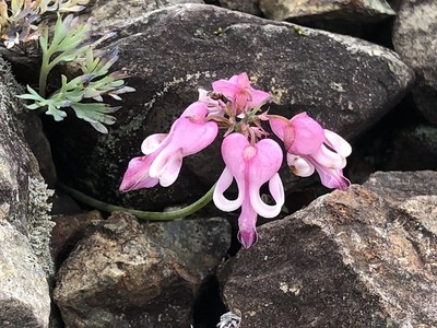 五竜で今見る花