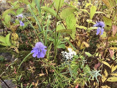 五竜で今見る花