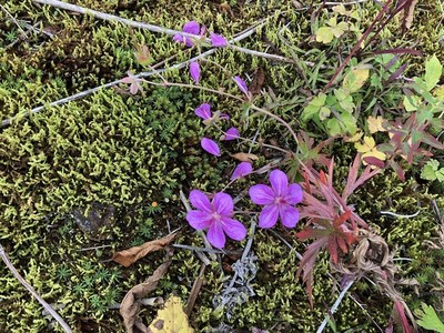 五竜で今見る花