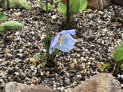 五竜で今見る花