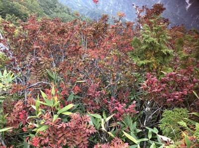 紅葉情報第一弾
