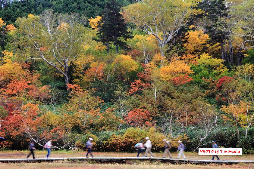 緊急速報 白馬の紅葉情報 白馬ハイランドホテル スタッフブログ