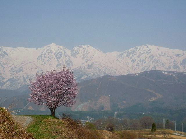 野平 白馬三山と桜の風景 白馬ハイランドホテル スタッフブログ