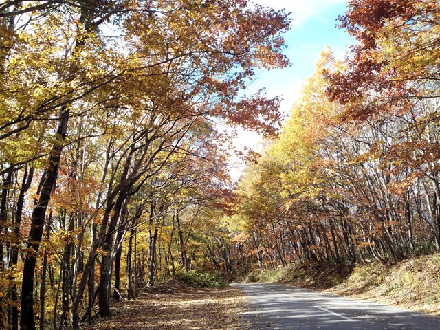秋はきれいな国道406号線 白馬ハイランドホテル スタッフブログ