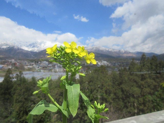 野沢菜の菜の花が咲き始めました 白馬ハイランドホテル スタッフブログ