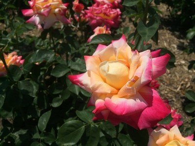 s-IMG_6479.jpg