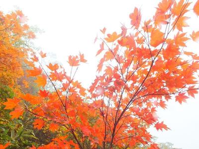 紅葉の小遠見山