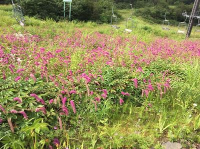 五竜高山植物園