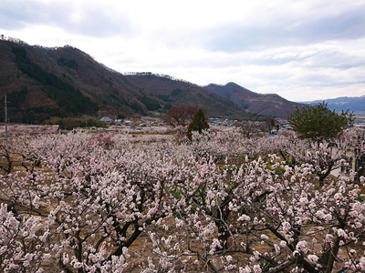 s39093.jpg