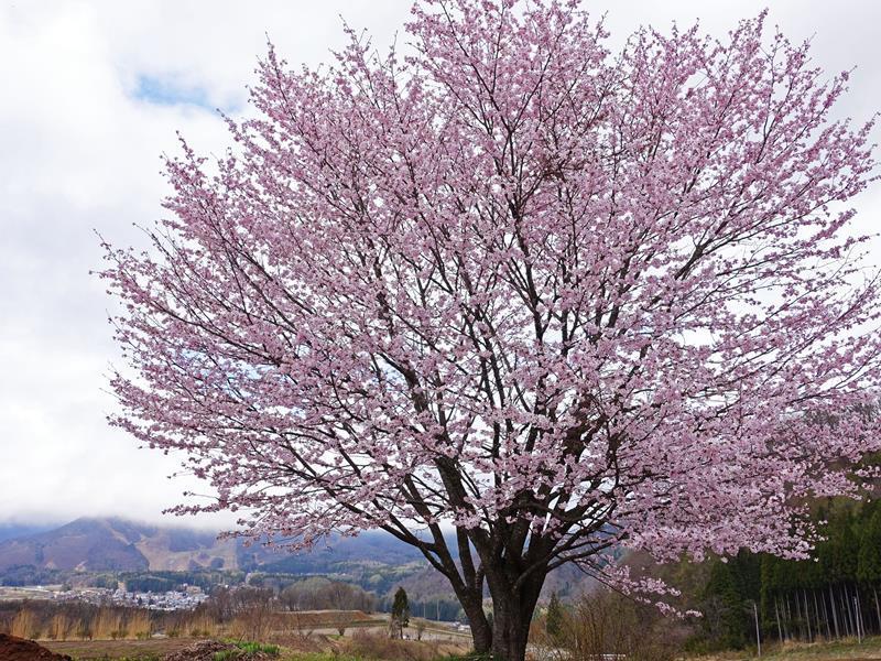 この週末がベスト桜の野平一本桜 白馬ハイランドホテル スタッフブログ