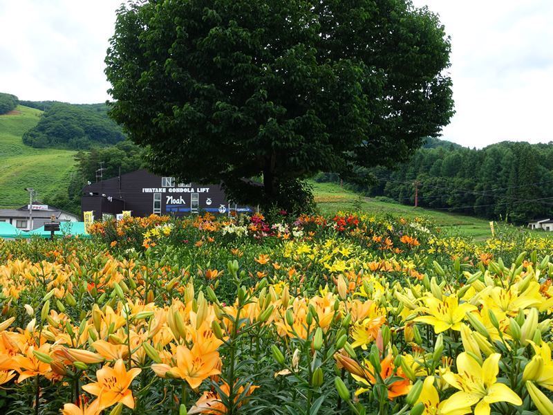 岩岳ゆり園も花盛りを迎えています 山麓部 白馬ハイランドホテル スタッフブログ