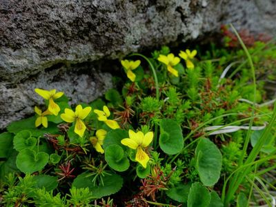 白馬大池へ