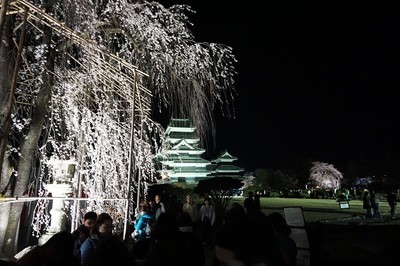 【花情報】桜前線は今…