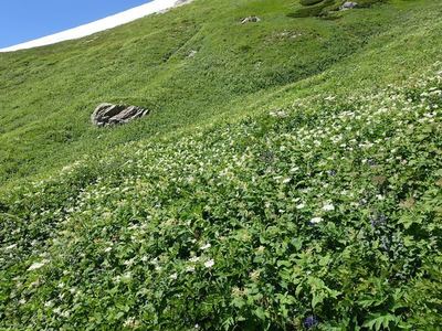 白馬岳お花畑