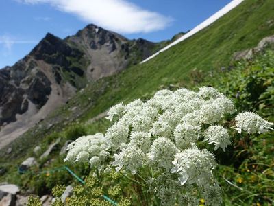 白馬岳お花畑