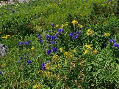 白馬岳お花畑