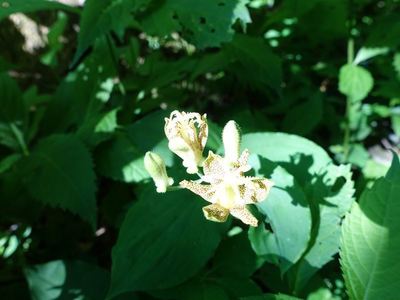 白馬岳の高山植物