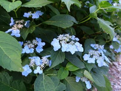 白馬岳の高山植物