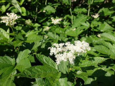 白馬岳の高山植物