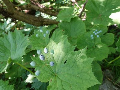 白馬岳の高山植物