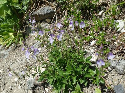 白馬岳の高山植物