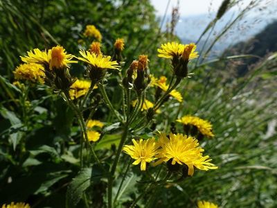 白馬岳の高山植物