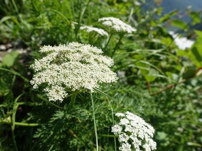 白馬岳の高山植物