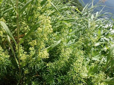 白馬岳の高山植物