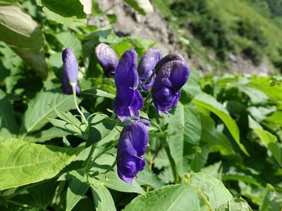 白馬岳の高山植物