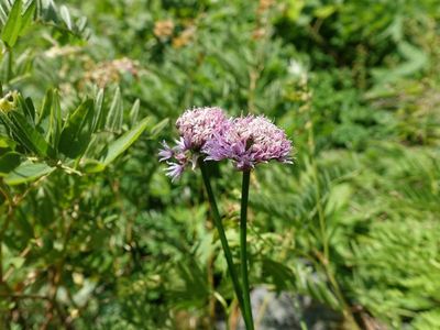 白馬岳の高山植物
