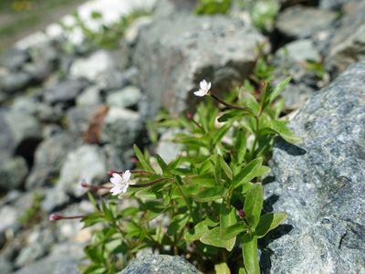 白馬岳の高山植物