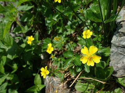 白馬岳の高山植物