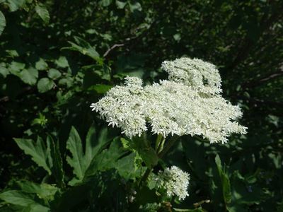 白馬岳の高山植物