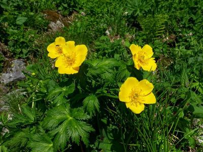 白馬岳の高山植物