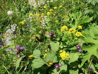 白馬岳の高山植物