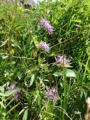 白馬岳の高山植物