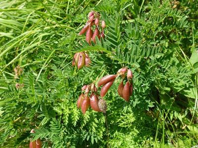 白馬岳の高山植物
