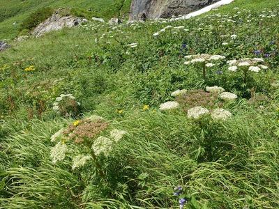 白馬岳の高山植物