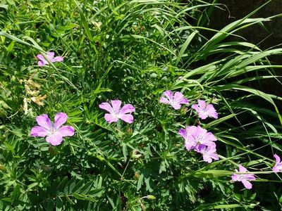 白馬岳の高山植物