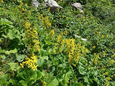 白馬岳の高山植物