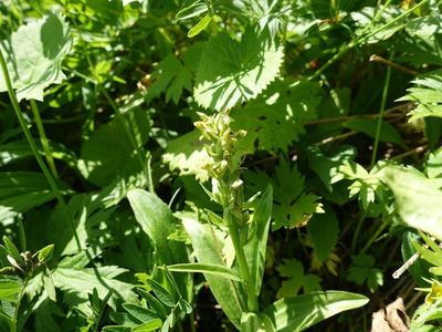 白馬岳の高山植物